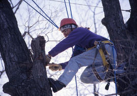 Photograph of an Aboriculture student pruning a tree