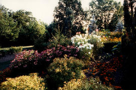 Photograph of flowers