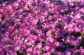 Photograph  of flowers in the arboretum