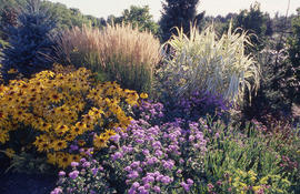 Photograph of landscaped gardens in the arboretum