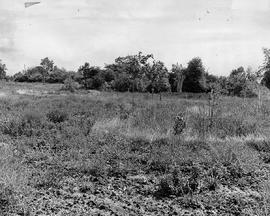 Photograph of the Humber River Valley Lands