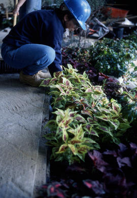 Photograph of Landscaping Students Working on a Display