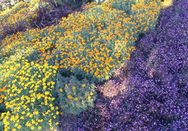 Photograph of landscaped gardens in the arboretum