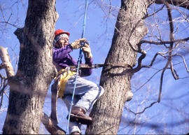 Photograph of an Aboriculture student pruning a tree