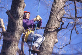 A photograph of a Landscape student climbing a tree