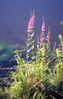 Photograph of purple loosestrife plant growing in the arboretum.