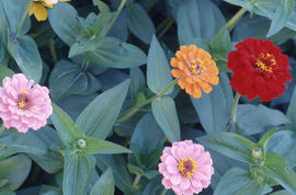 Photograph of zinnias in the arboretum