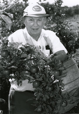 Photograph of Gordon Wragg Tending To His Apple Tree