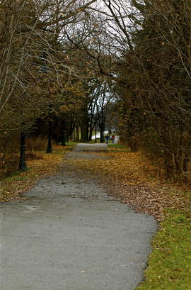Photograph of a path at Lakeshore Campus